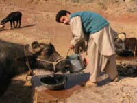 Pakistani man in traditional Islamic tunic and trousers carrying water for his cows
