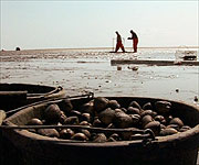 Cockle pickers on the Solway sands