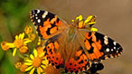 A small tortoiseshell butterfly