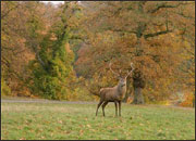 Stag in the Deer Park at Studley Royal.
