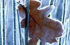 Frosted leaf