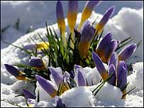 Crocus in snow