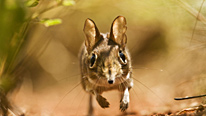 The rufous sengi is a small gerbil-like creature