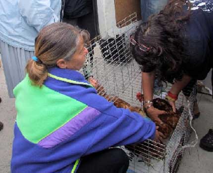 Chicken rescue