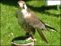 bird of prey