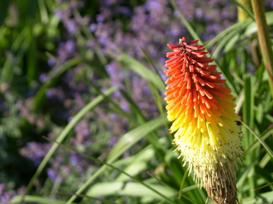 Colour in nature