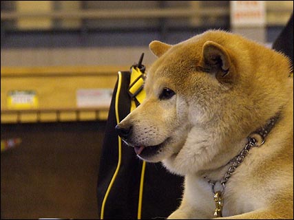 crufts_2007_sunday_1