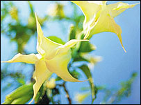 Angels Trumpet flower