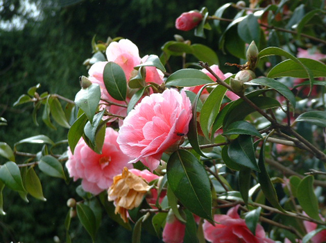 A Camelia Donation