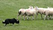 Day 4 - Working the sheep