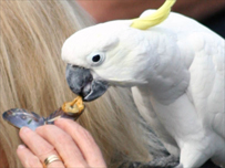Parrot
