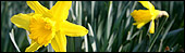 Daffodils