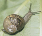 Snail on a leaf