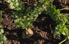 Planting out