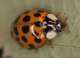 A close up of a Harlequin Ladybird. © Mike Majerus.