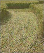 Crop circle