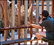 Louise feeds the rhinos