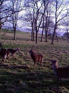 Wildlife :)