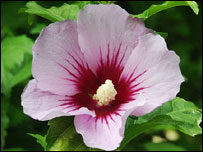 Tree Hollyhock