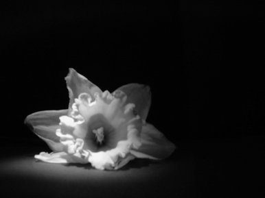 Daffodil