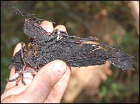 fungus
