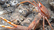 A squat lobster by Phil Newman