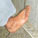 Right foot