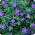Geranium, Geranium 'Johnson's Blue'