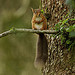 Red squirrel (Sciurus vulgaris)