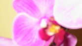 Yellow Orchid...