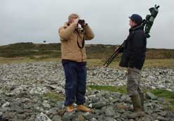 Searching for the irish hare