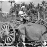 Local Transport