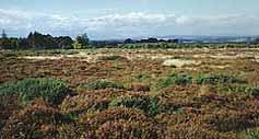 Grouse Moor