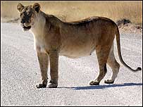 Big cat