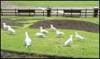 A flock of seagulls.