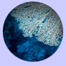 coral