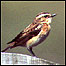 Whinchat c/o RSPB
