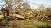 The fallen tree's...