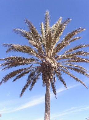 Palm tree