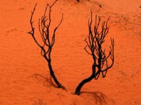 Scorched earth and broken trees in the aftermath of an Australian bush fire