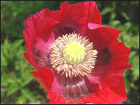 Poppy from Fermynwoods.