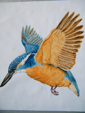 Kingfisher in Flight