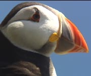 puffin