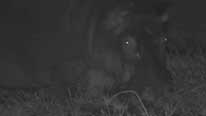 Hippo at night