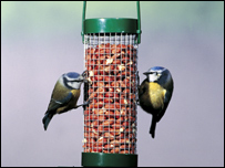 Feeding time for the Blue Tits
