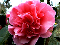 Camellia X williamsii 'Donation'