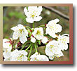 Wild Cherry