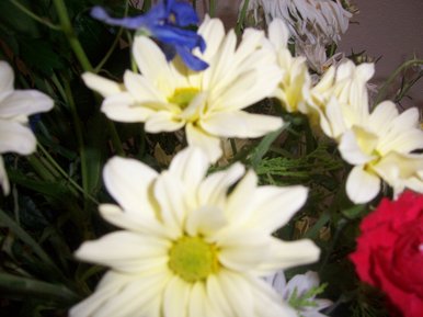 Floral culture