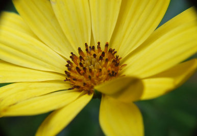 Summer flower