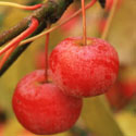Malus 'Red Sentinel', Crab apple
